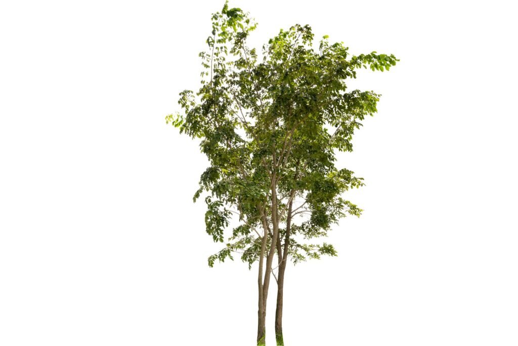 अर्जुन का पेड़ 