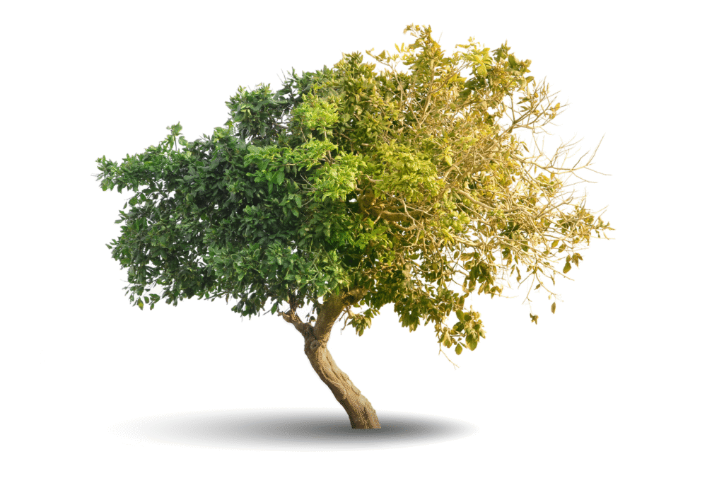 अमरूद के पेड़ के प्रमुख फायदे 