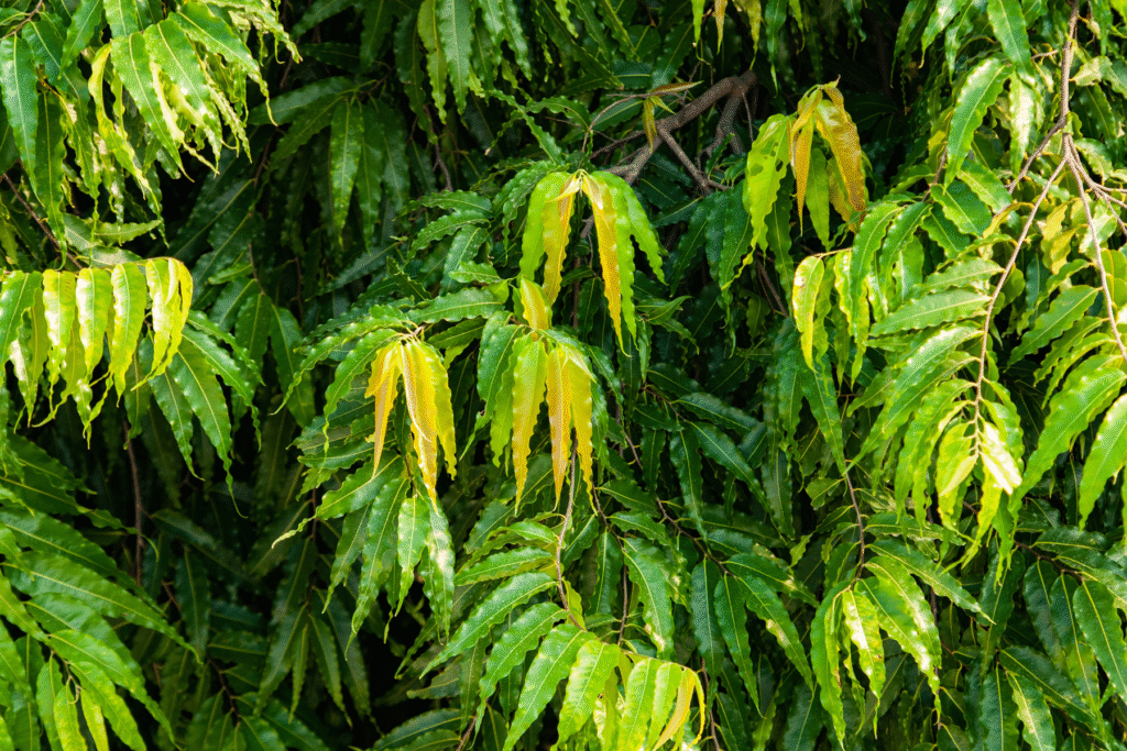 अशोक का पेड़ 