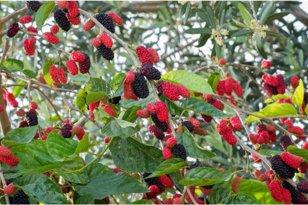 सहतूत के पेड़ के फायदे 